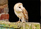 Russ Daniells - Barn Owl